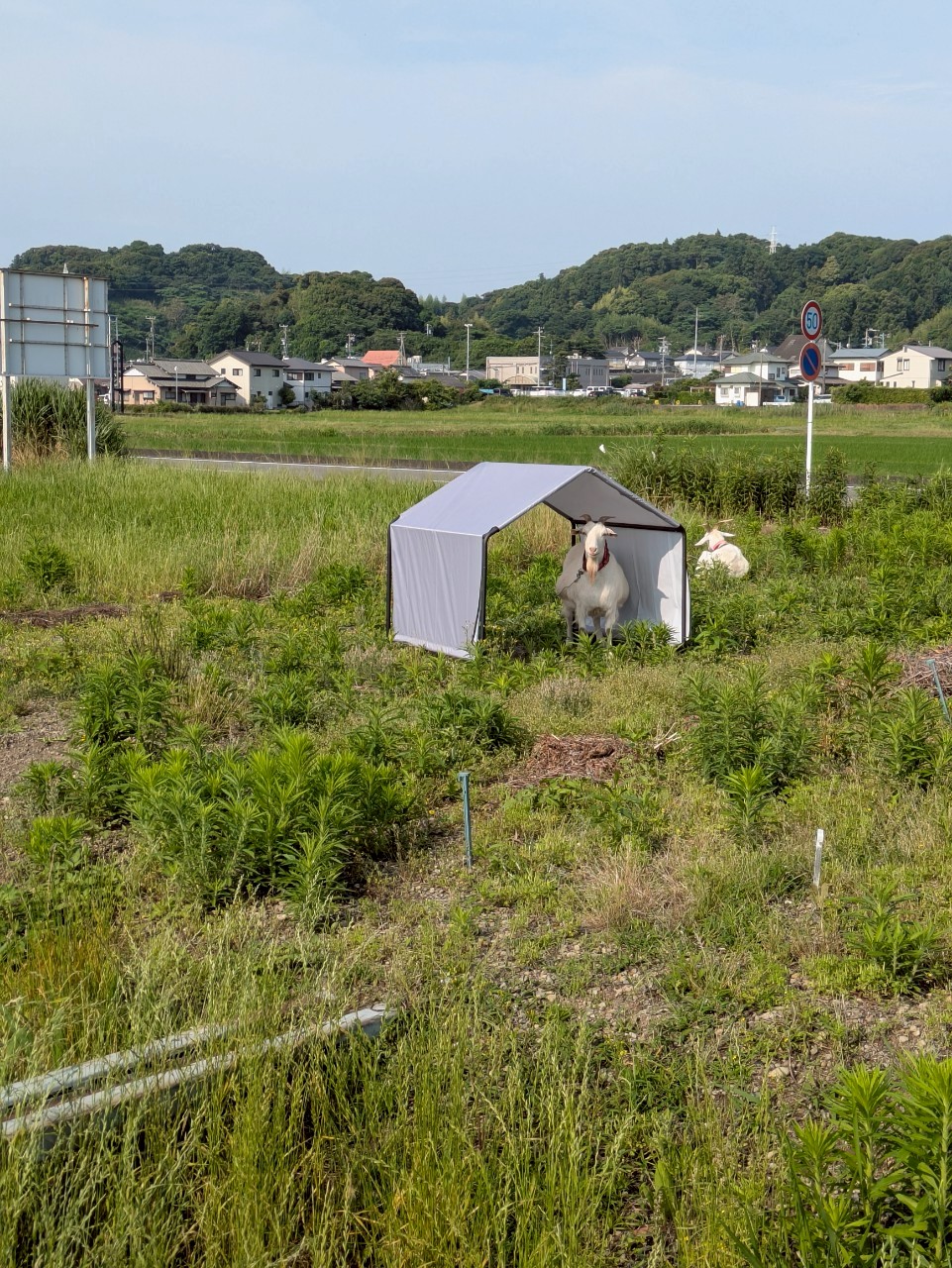 夏に向けて暑さ対策実施