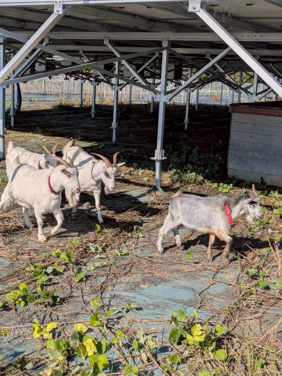レンタル彼氏はじめました2025