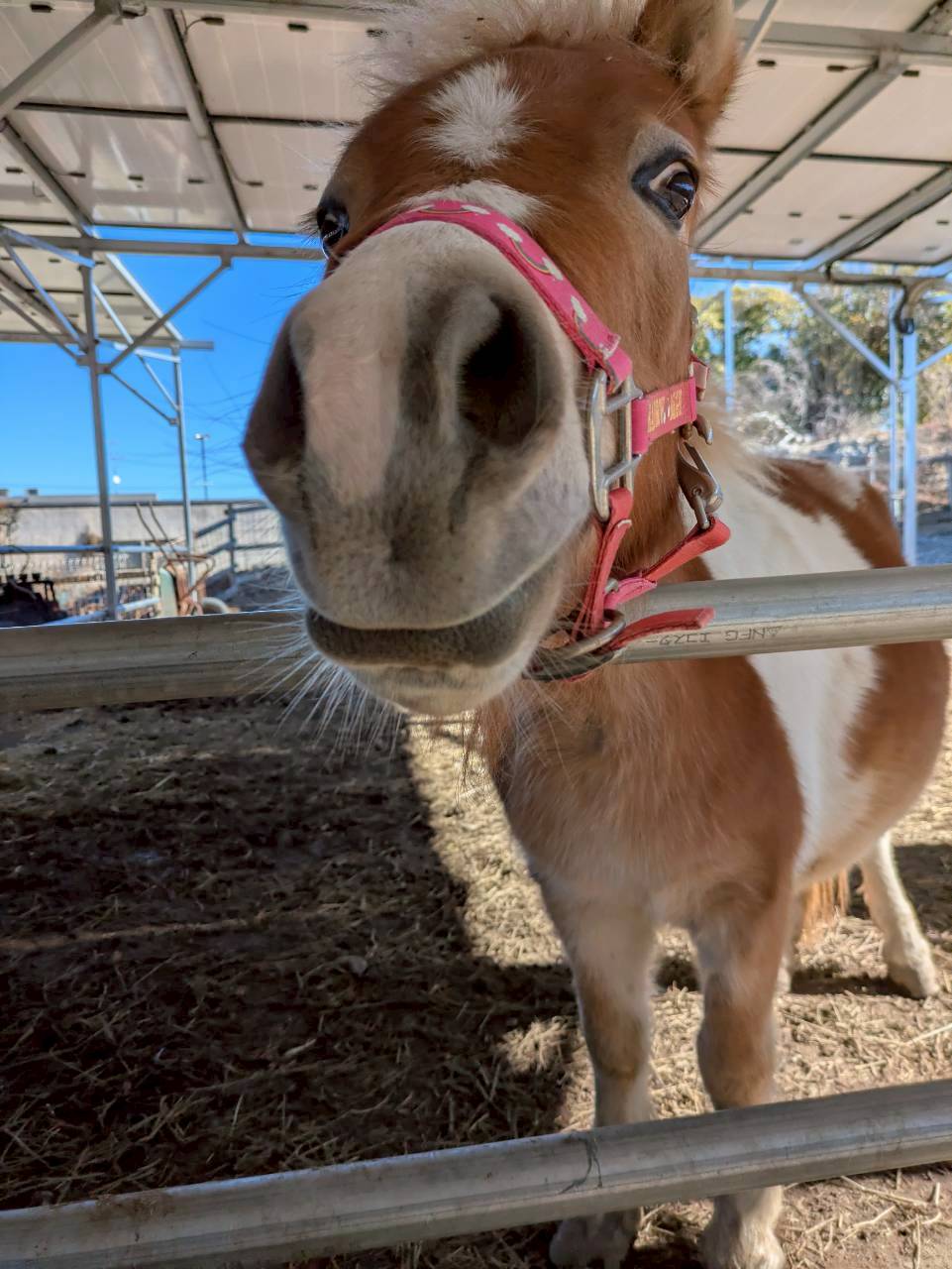 新年のご挨拶🐴🎍✨