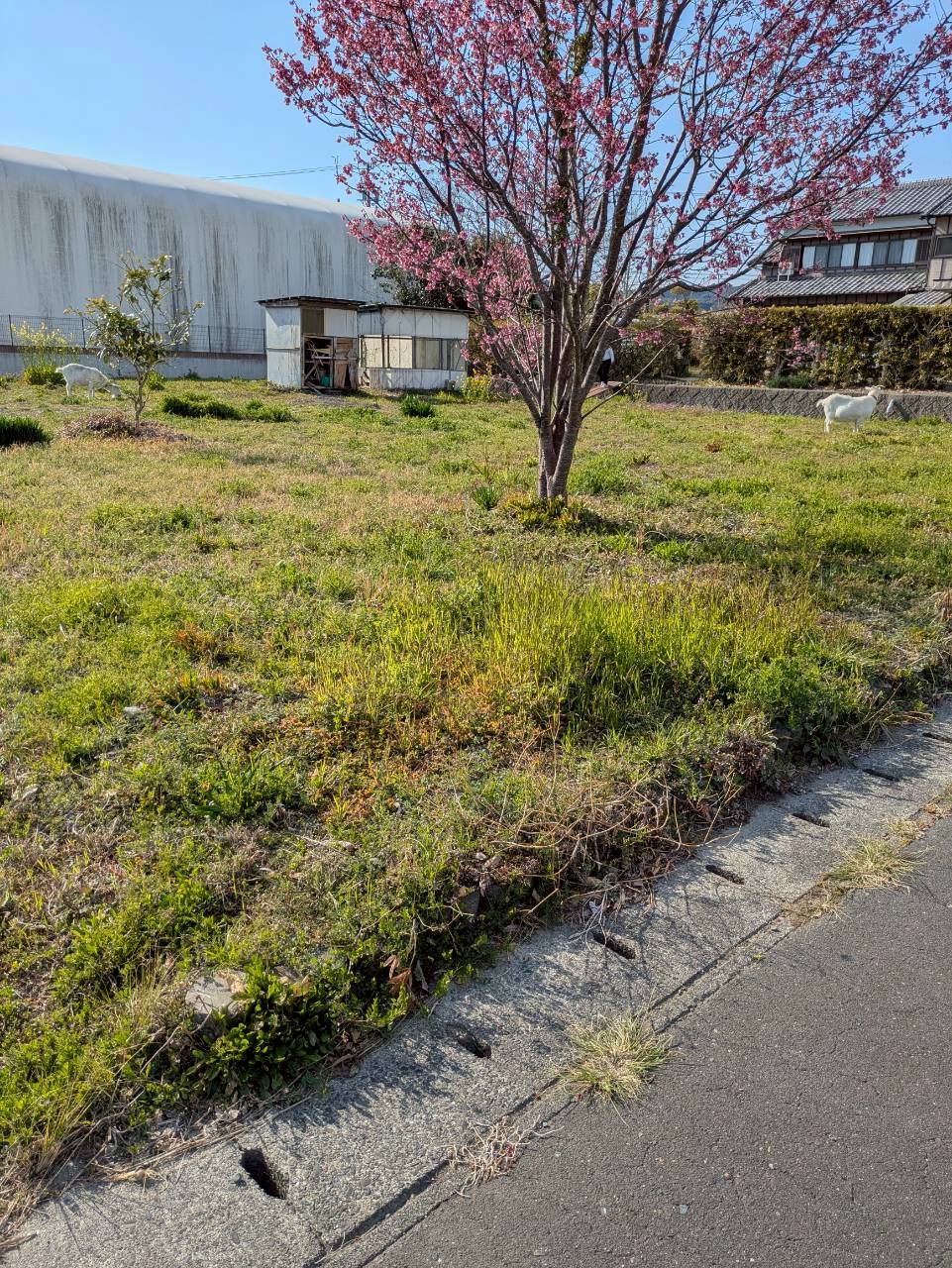 春が来た美味しい季節です🐎🌸