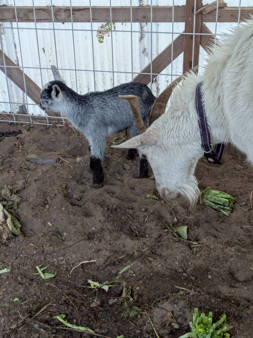 桜咲き子ヤギも増えたよ🌸